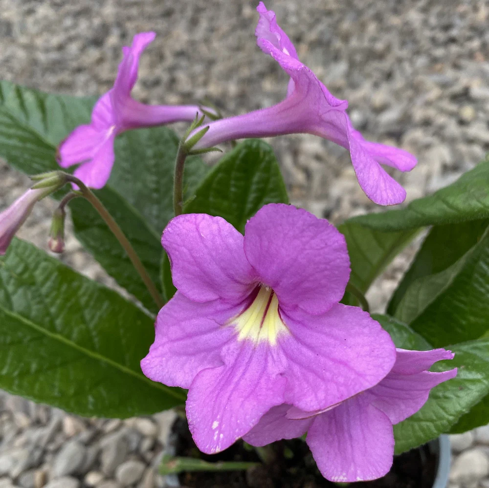 Streptocarpus roz pal