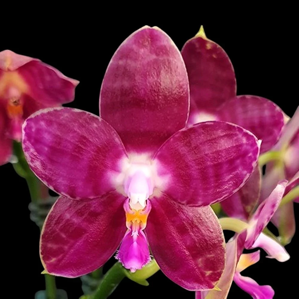 Phalaenopsis Lyndon Mix Zebra '709′ * flori parfumate
