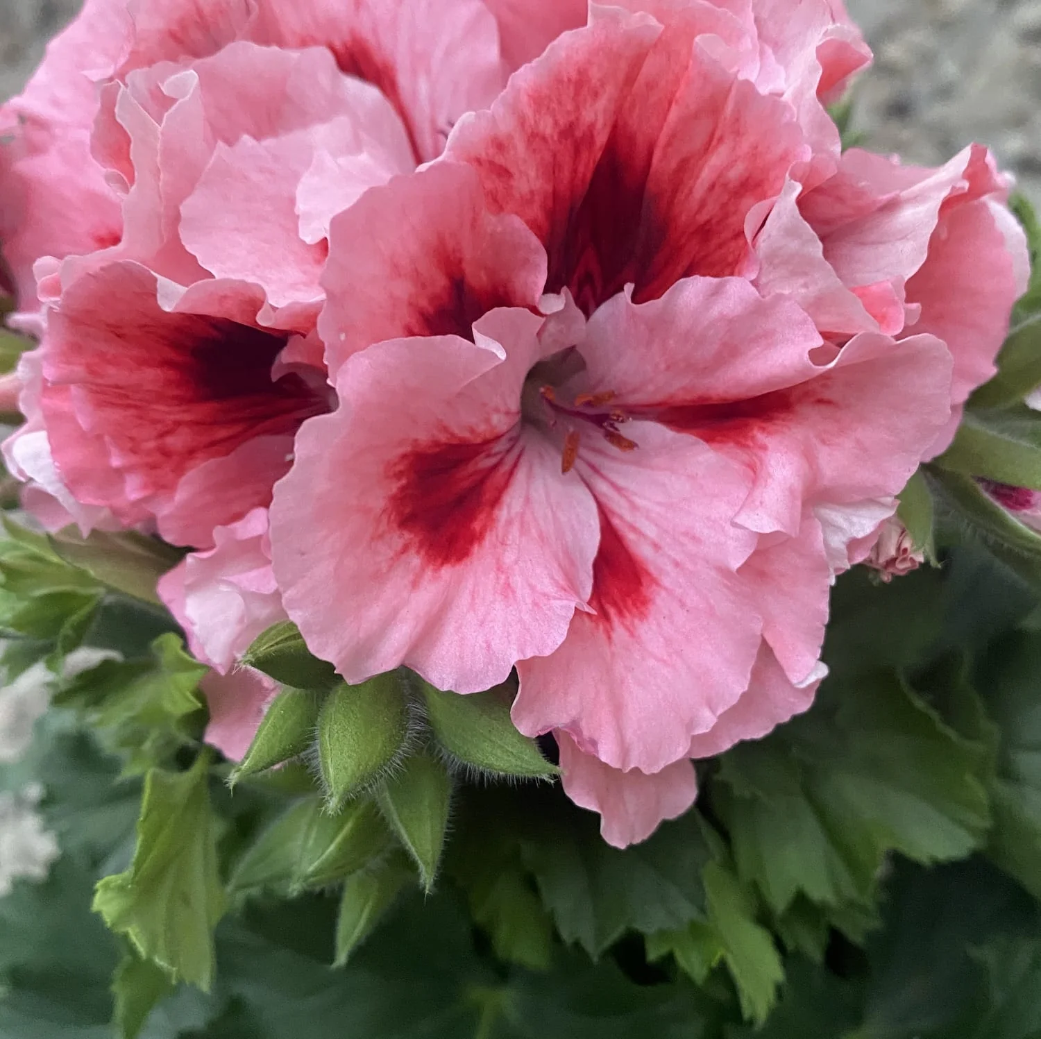 Pelargonium Grandiflorum Don Piero – muscate englezesti