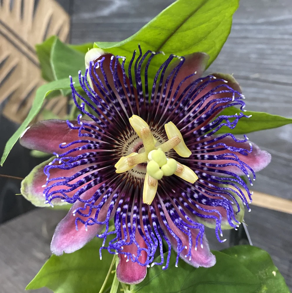 Passiflora Marijke – floarea pasiunii parfumata