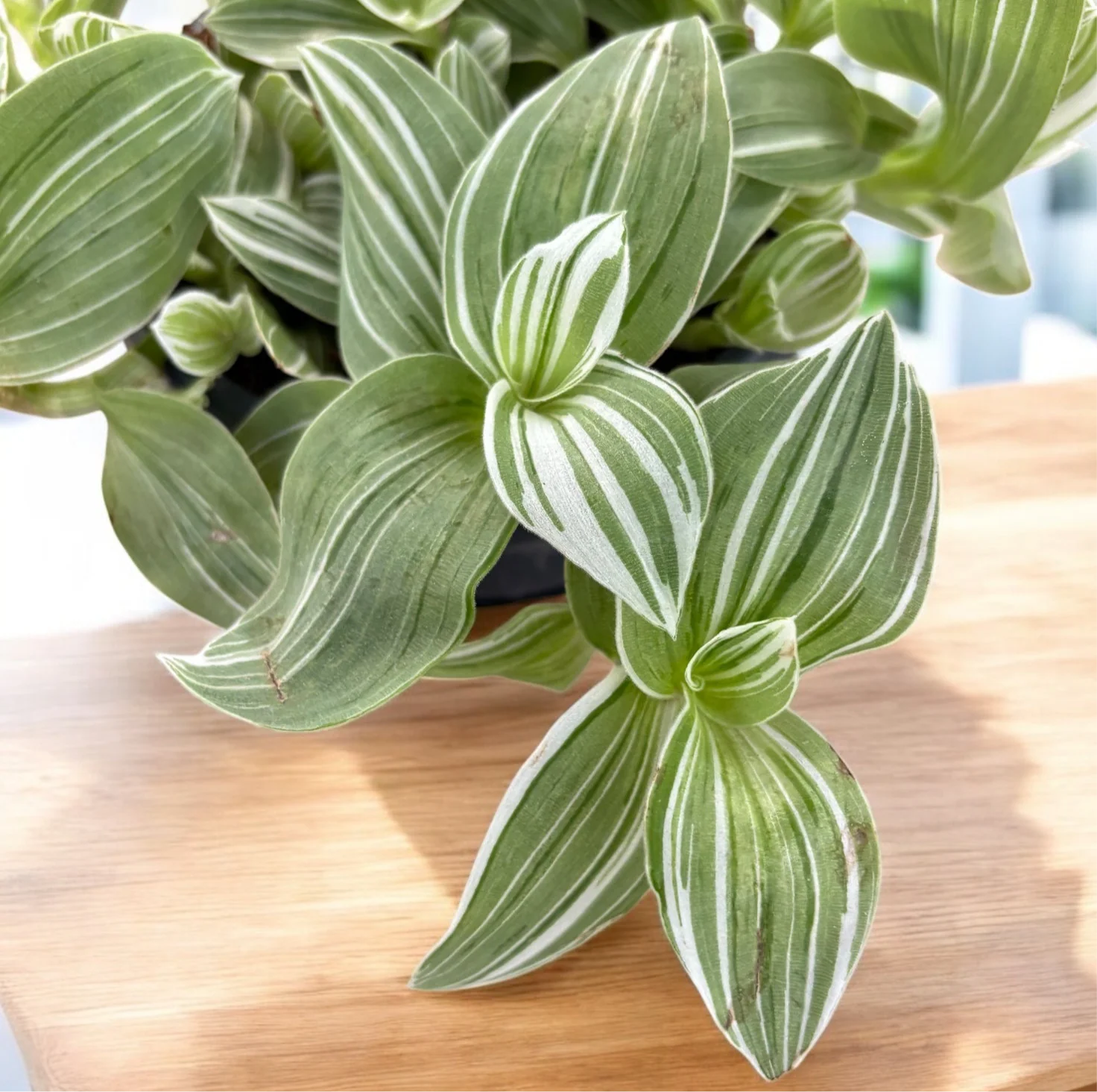 Tradescantia albiflora 'Albovittata’ – frunzis bicolor elegant si crestere rapida