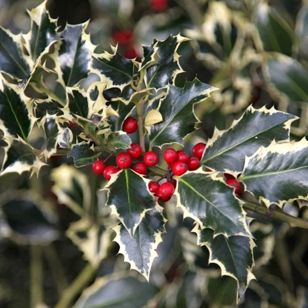 Ilex aquifolium 'Argentea Marginata’ (laur)