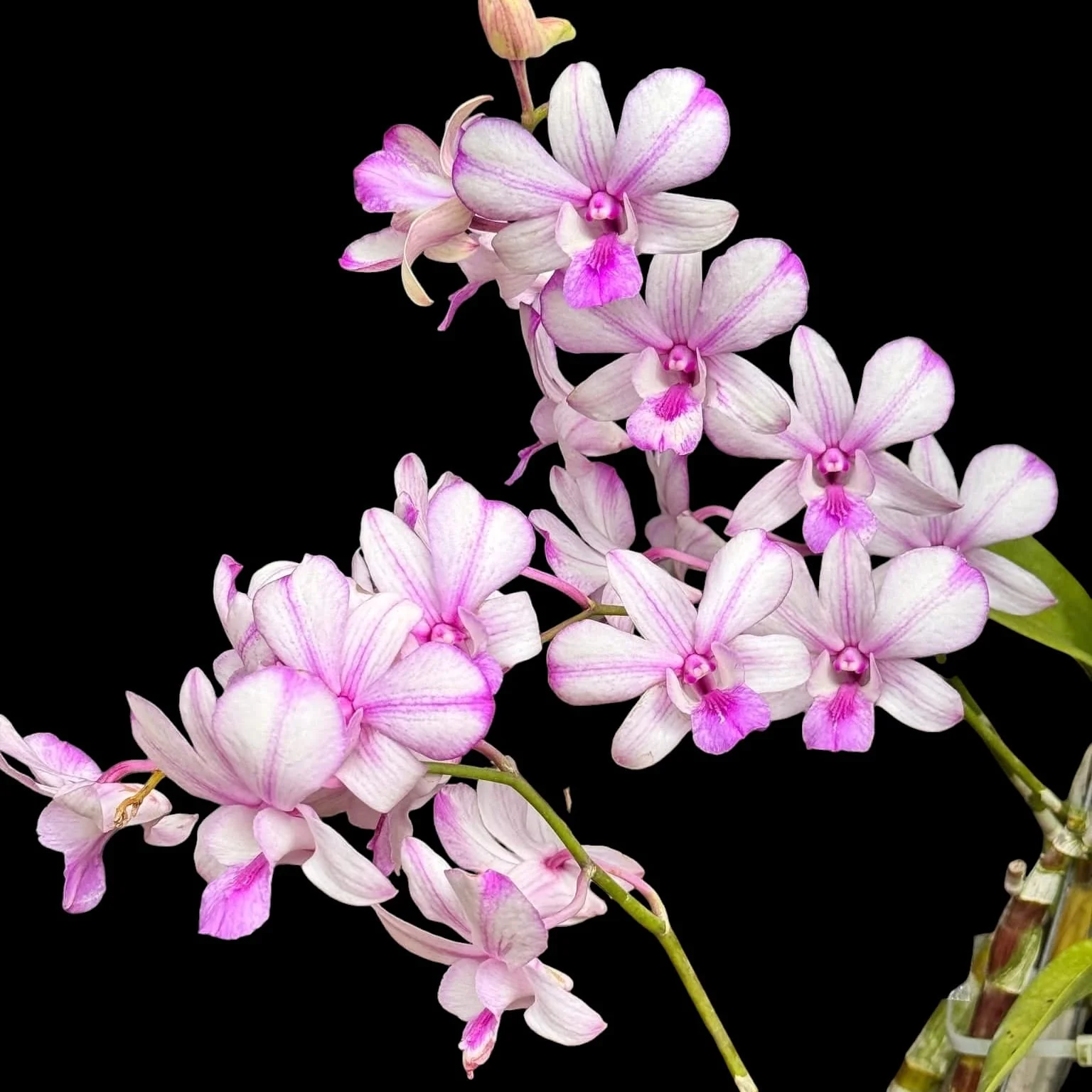 Dendrobium Popeye '2720′