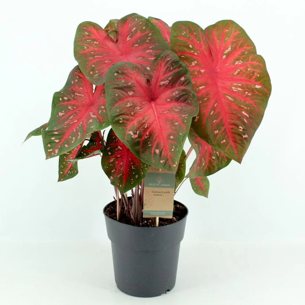 Caladium 'Red Flash’