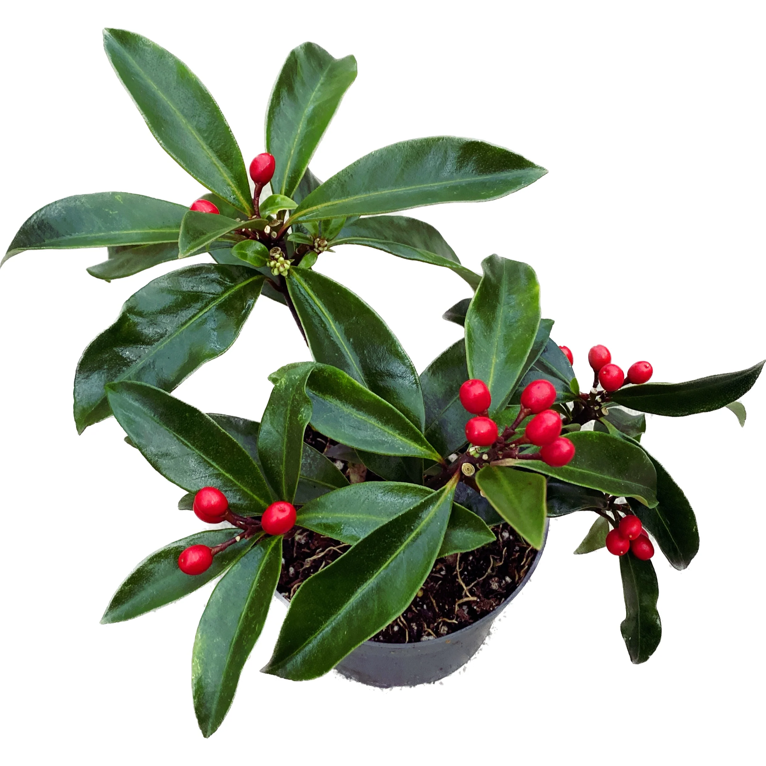 Skimmia japonica reevesiana 'Rubella’