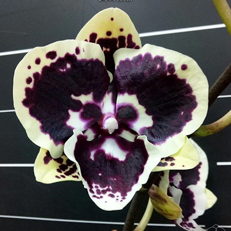 Phalaenopsis Miki Brown Bear (Big Lip)