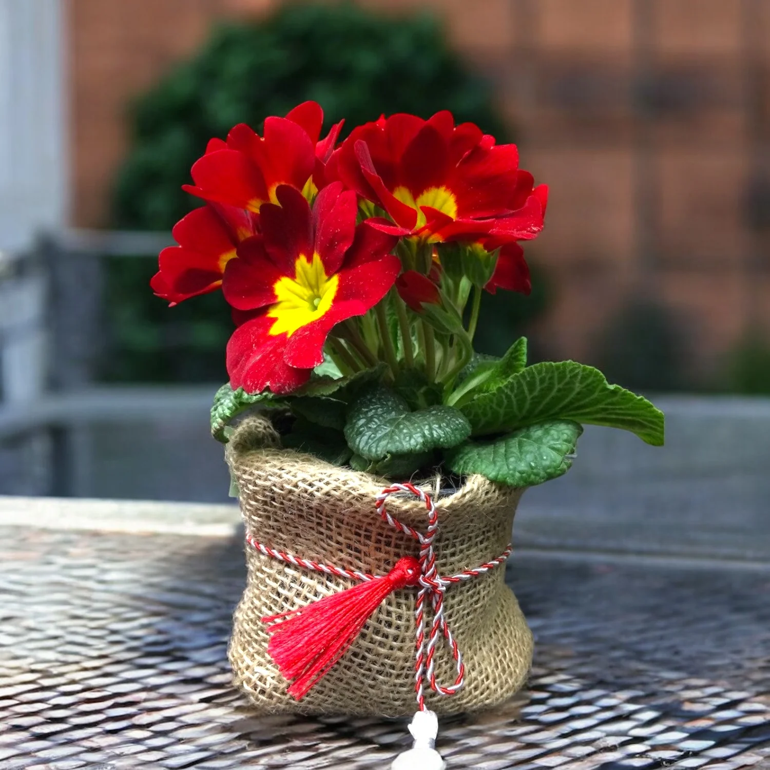 Primula in sac de iuta cu fir de martisor atasat