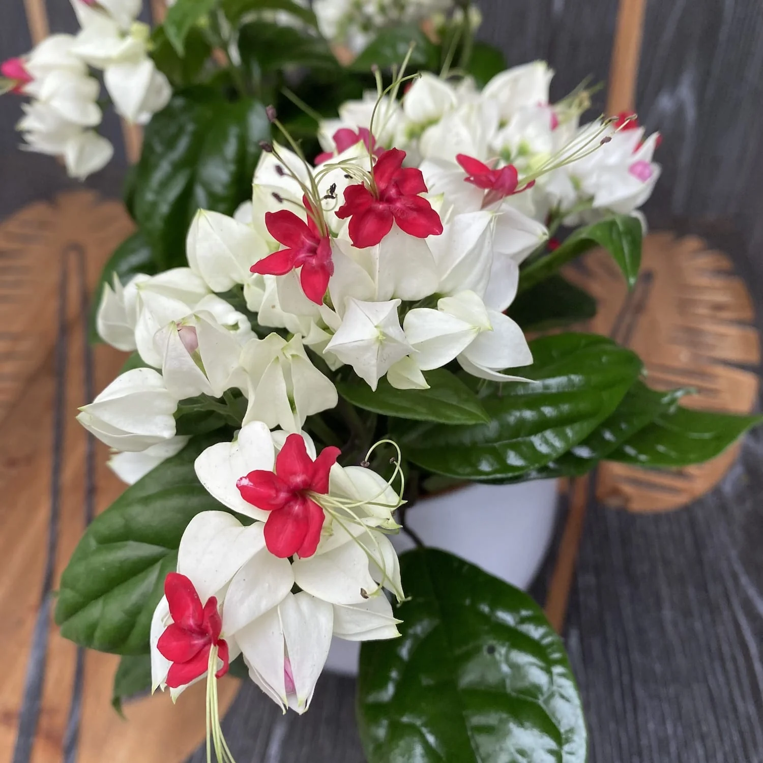 Clerodendrum Thomsoniae (Sangerarea Inimii) 2-3 plante/ghiveci