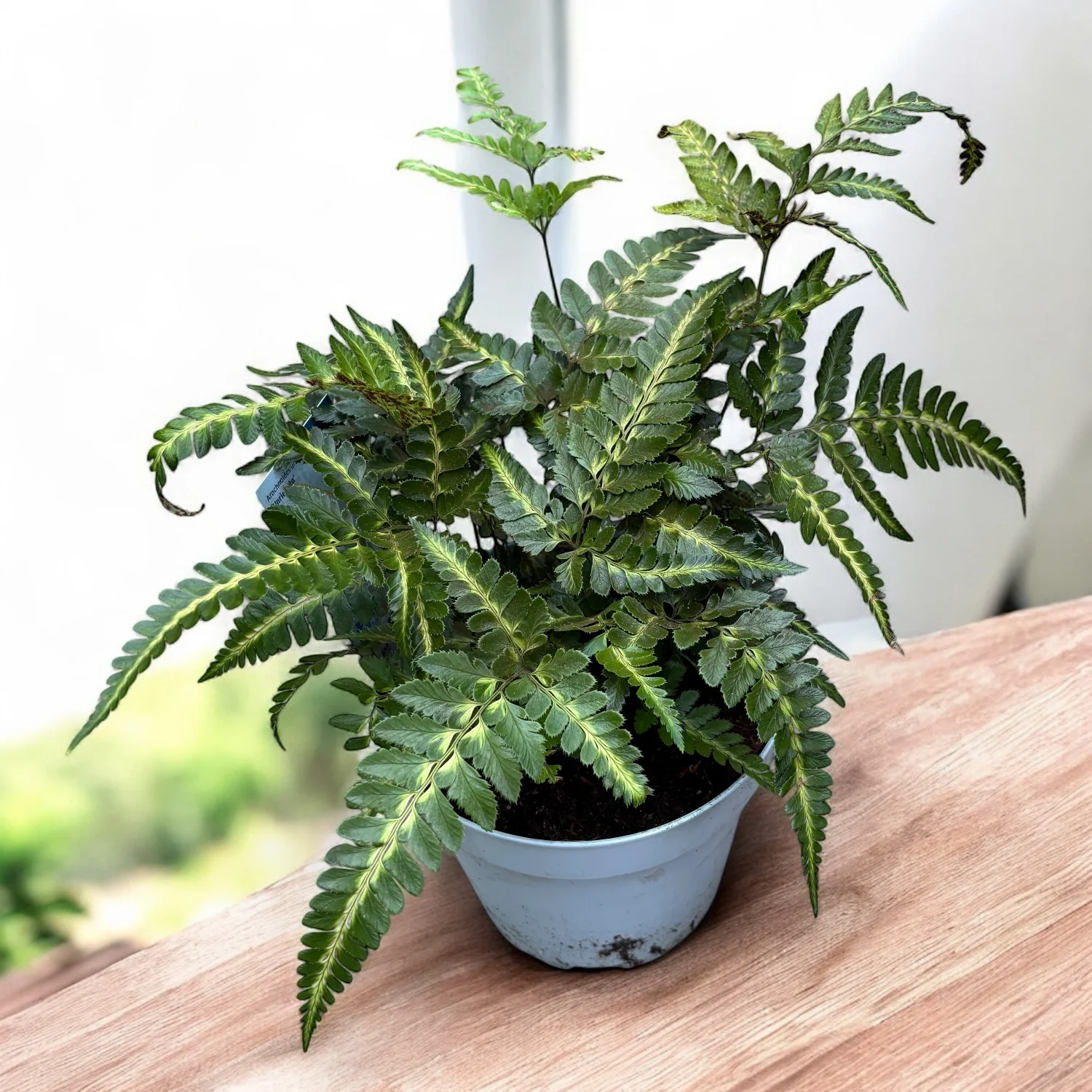 Arachnoides aristata ‘Variegata’ – feriga rara cu frunzis dantelat si variegatii crem