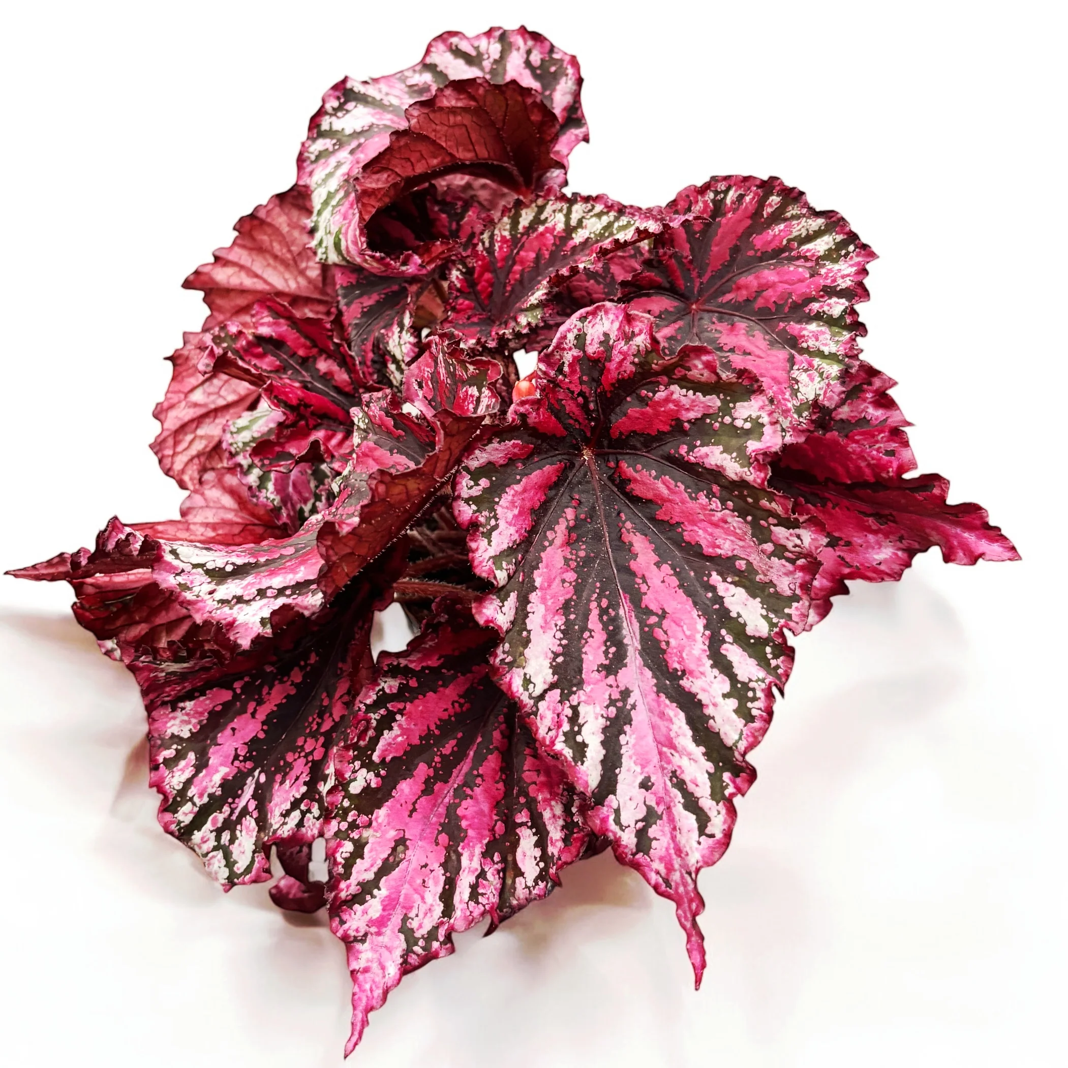 Begonia Magic Colours 'Lambada’