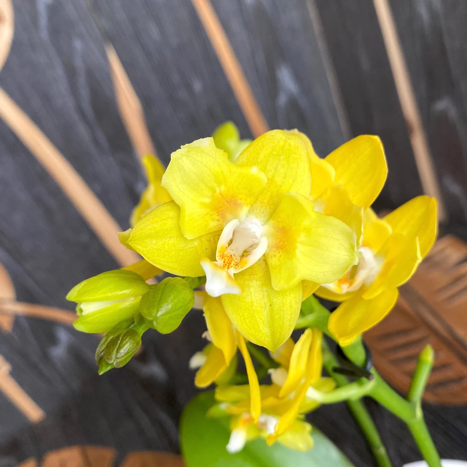 Phalaenopsis 'Yellow Chocolate’ (variation & peloric) *parfumata