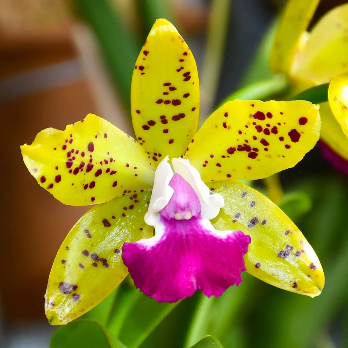 Ctt. Siamese Doll 'Kiwi’ – flori mari parfumate