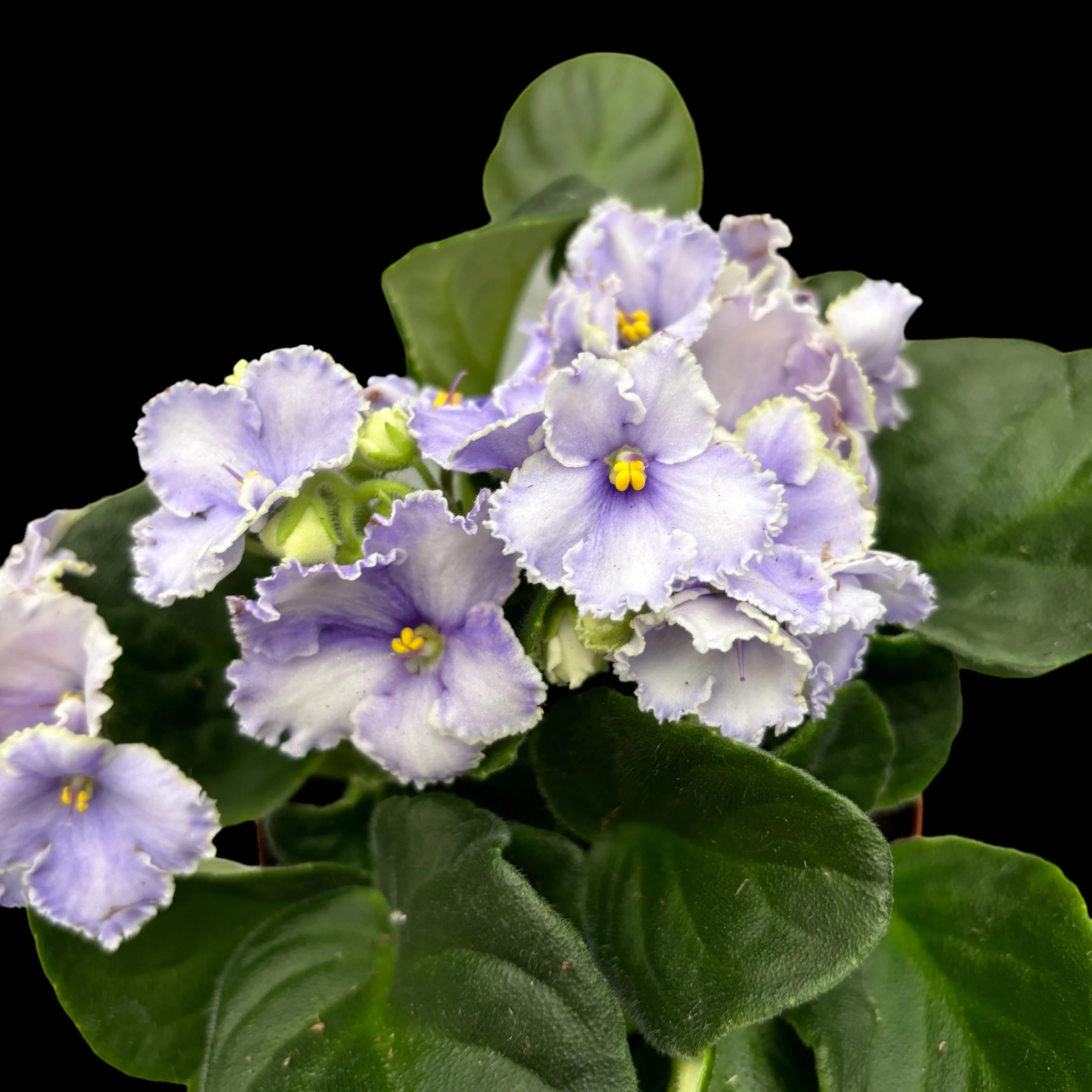 Saintpaulia Curly Purple – violete crete