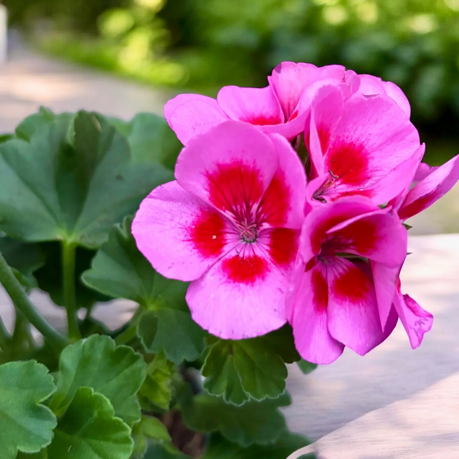 Muscata Pelargonium ‘Vineta’ – soi zonal cu inflorire bogata