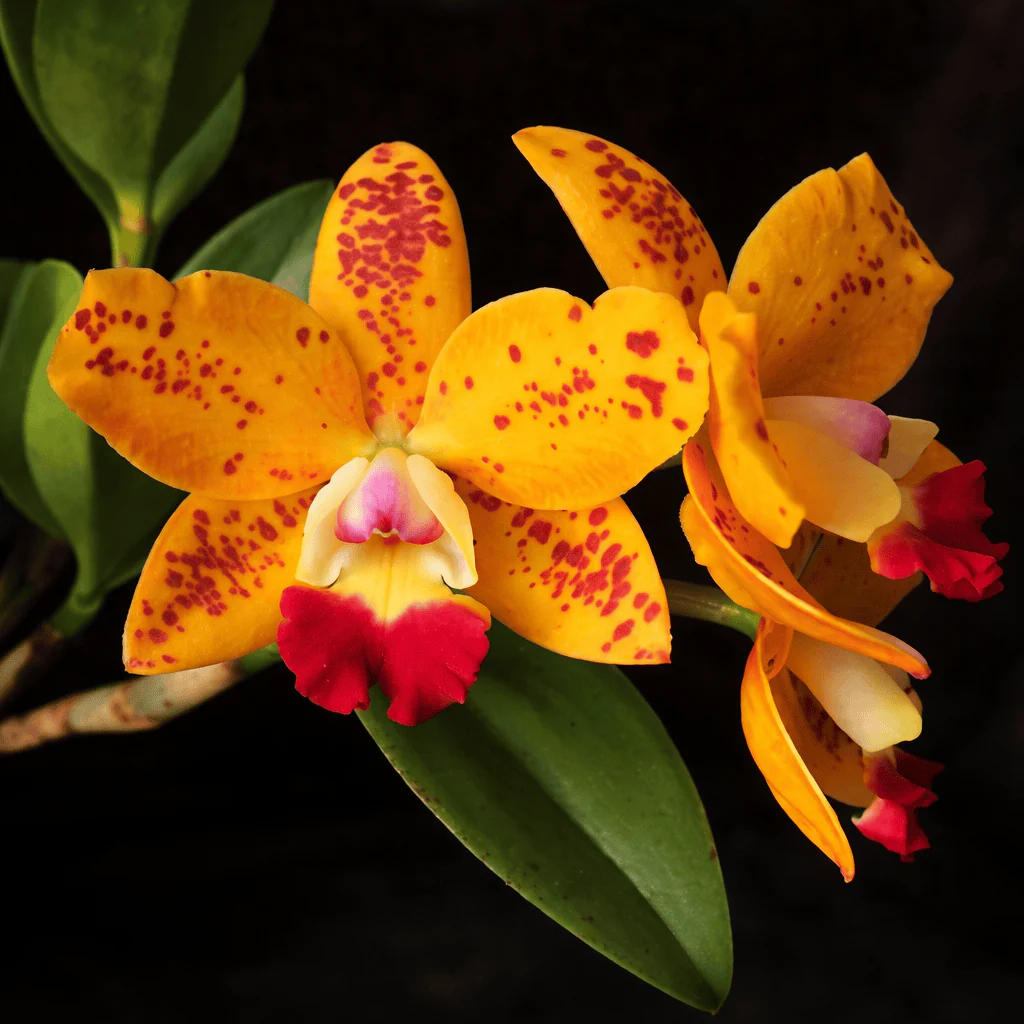 RIc. Dendi’s Gem 'Diamond Orchids’ HCC/ AOS