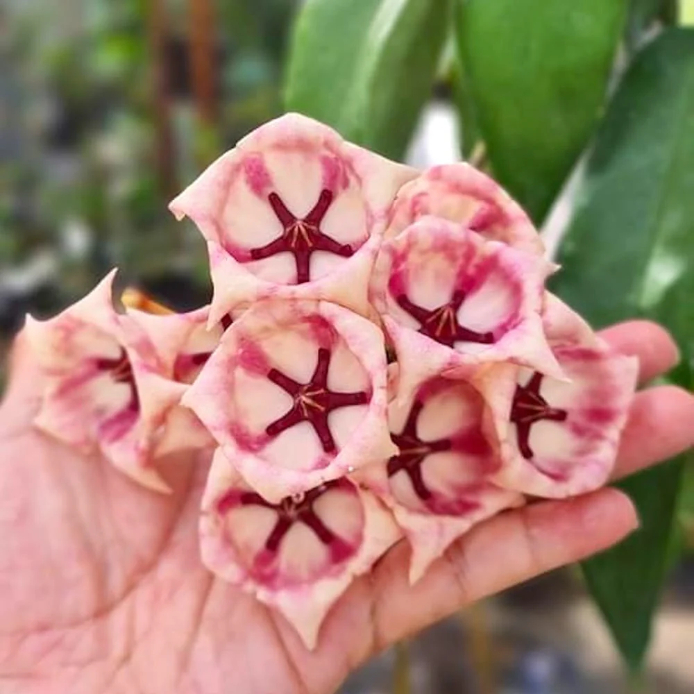 Hoya archboldiana – flori XL parfumate