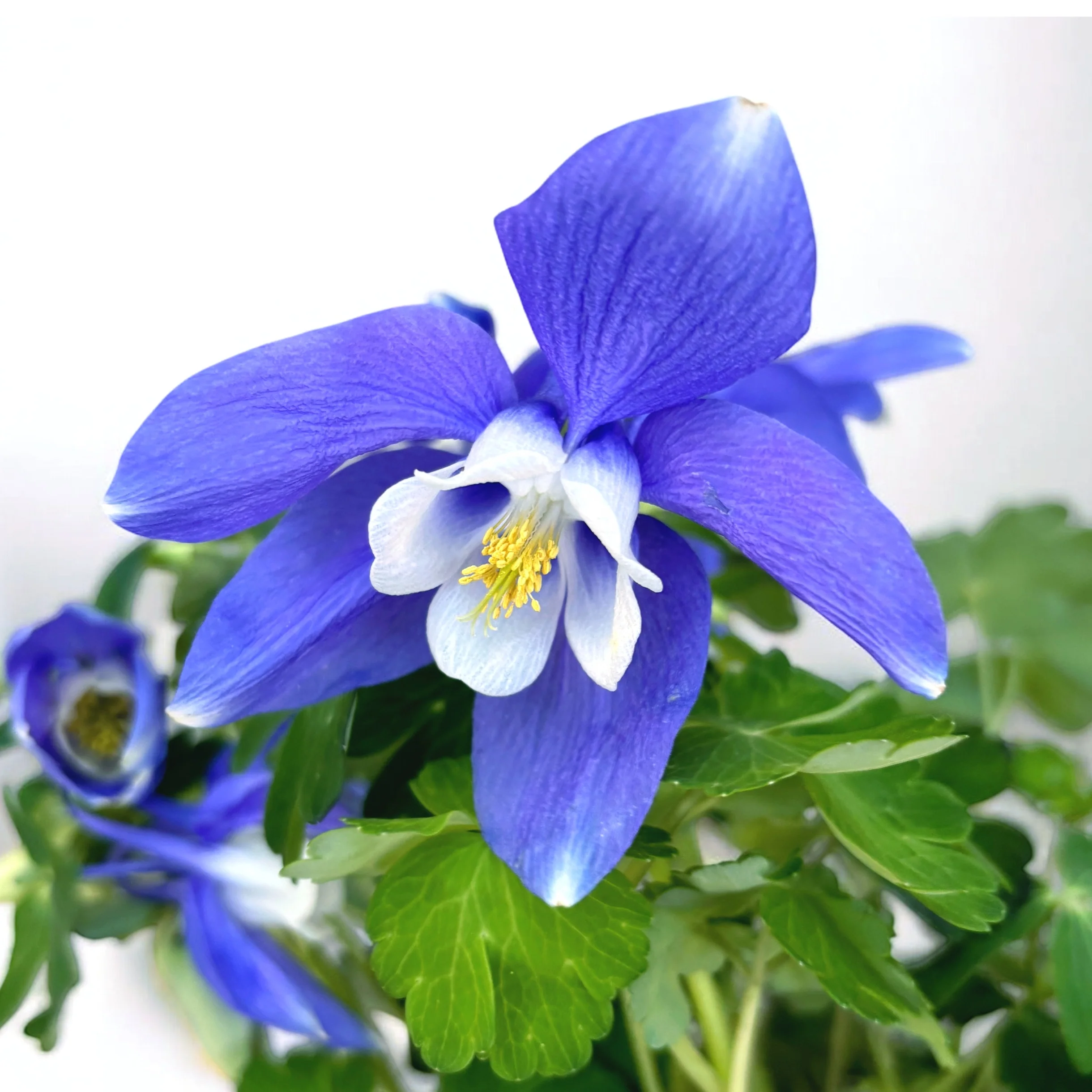 Aquilegia caerulea Blue (caldarusa de munte albastra)