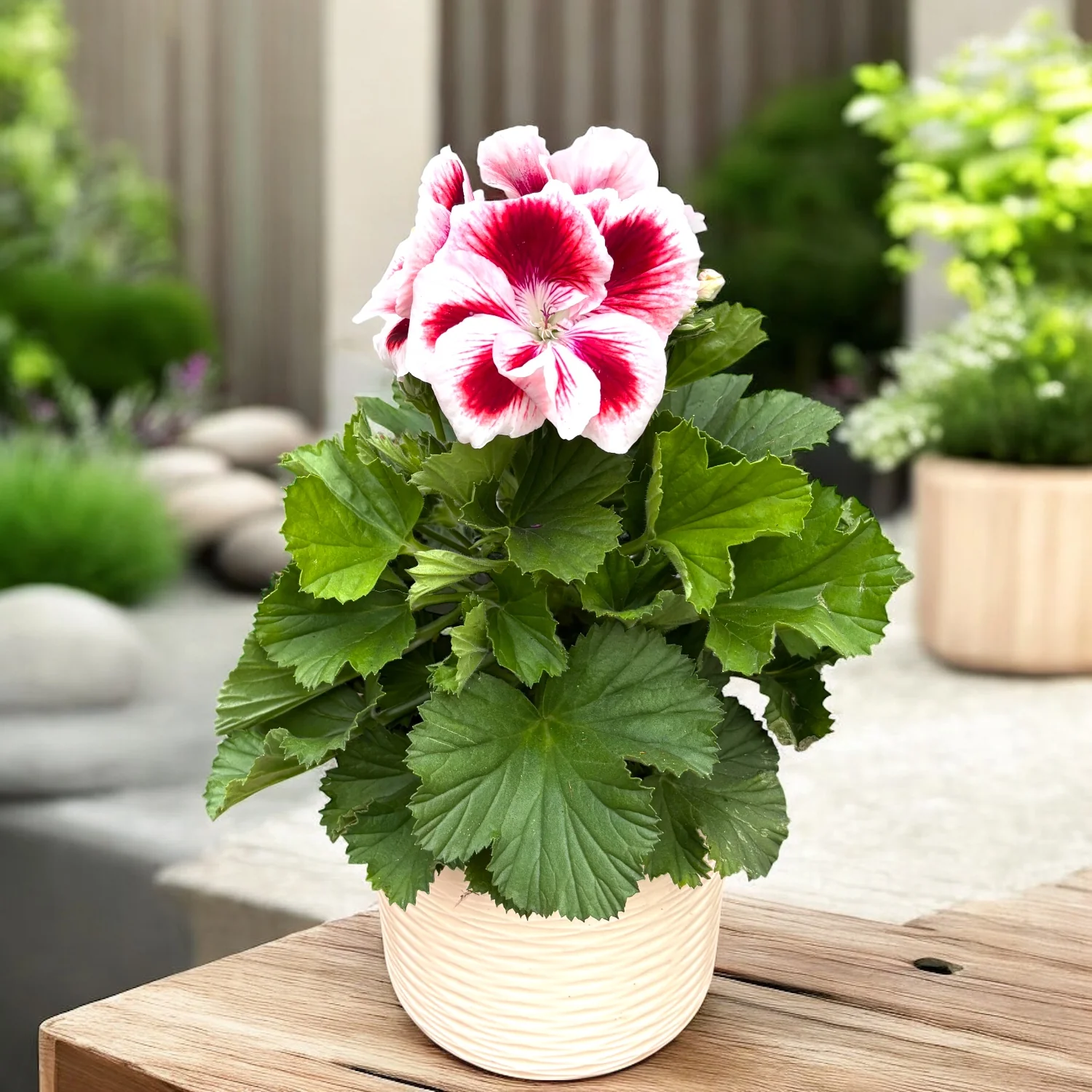 Pelargonium grandiflorum 'Don Delgado’ (muscate englezesti)