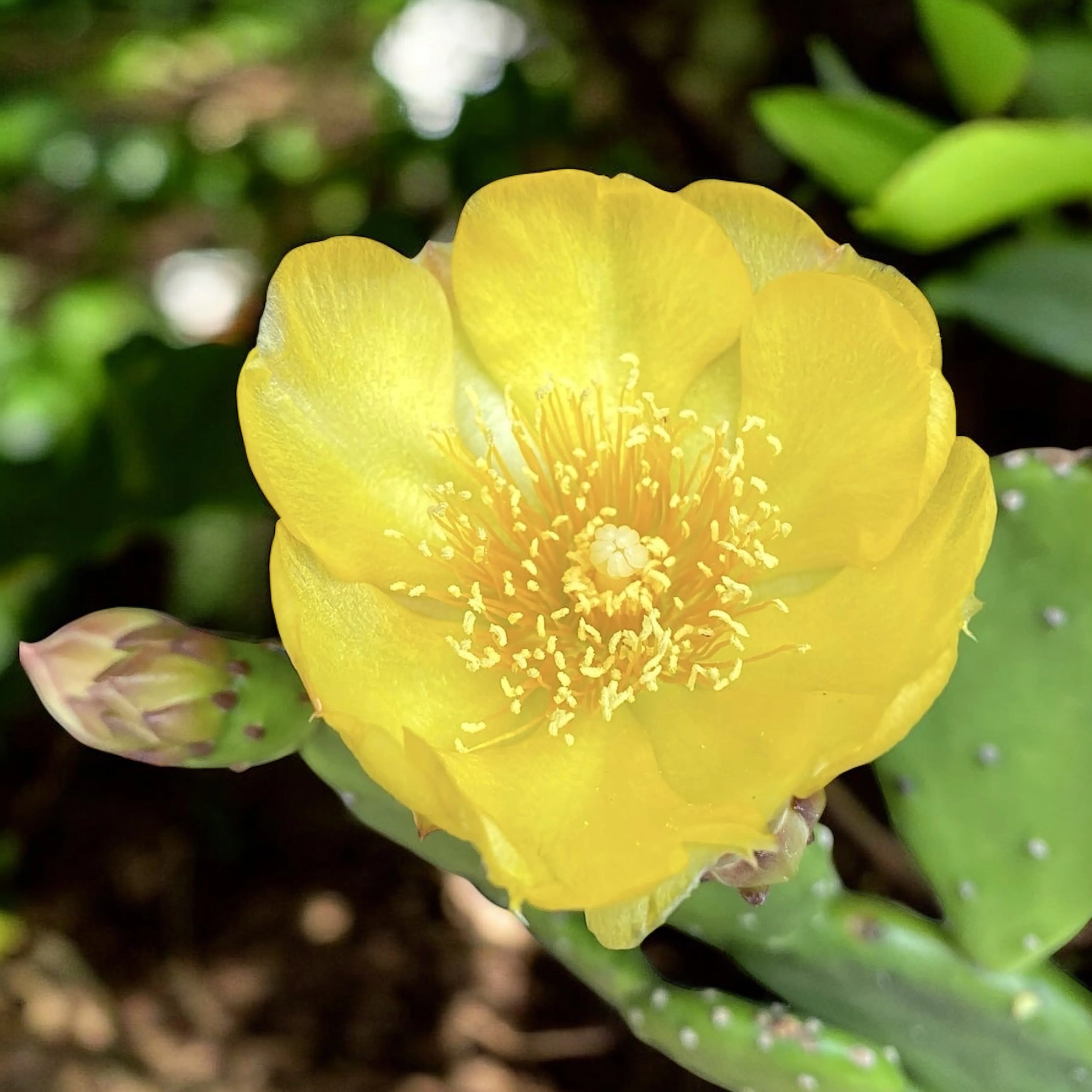 Cactus de gradina cu fructe si frunze comestibile – Opuntia humifusa (Devil’s Tongue)