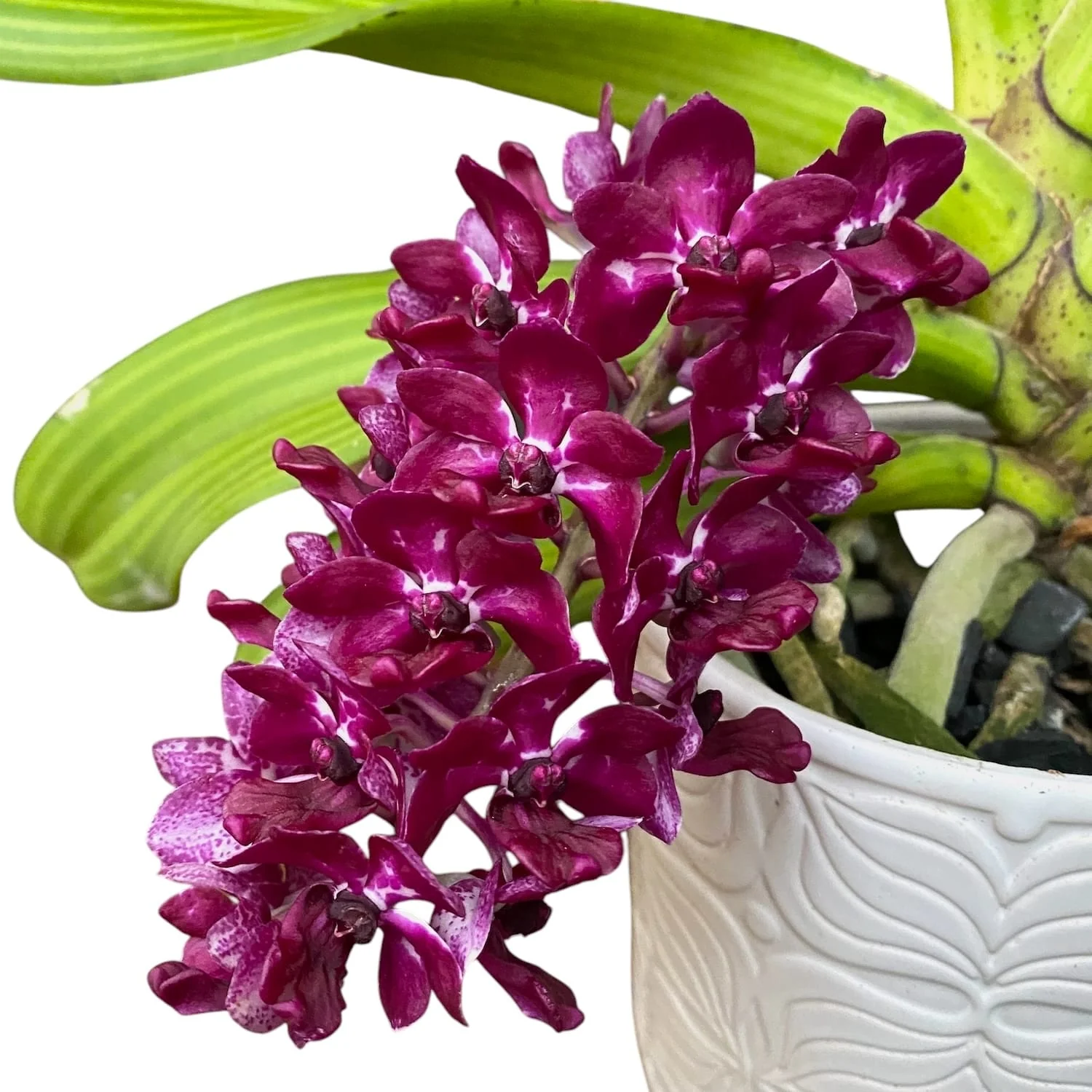 Rhynchostylis gigantea var. red – parfumata