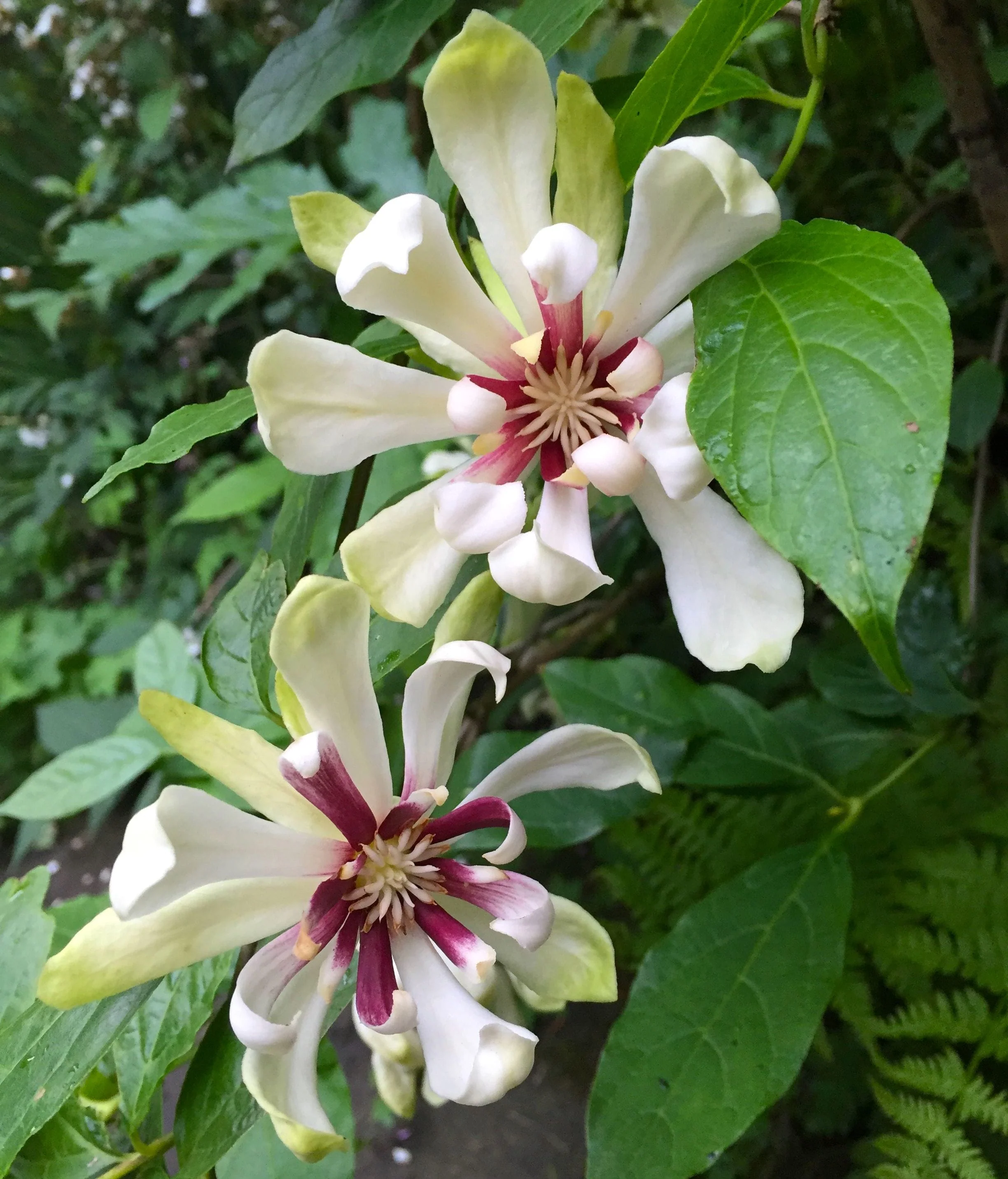 Calycanthus 'Venus’ – Orchid Tree – flori mari, parfumate