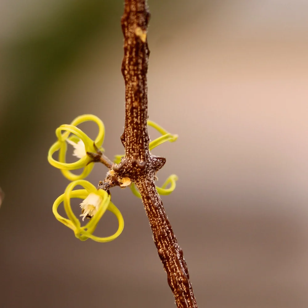 Cynanchum marnierianum * flori parfumate