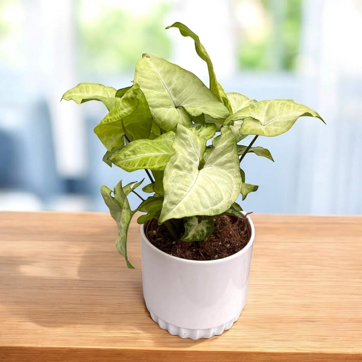 Syngonium 'White Butterfly’ D12
