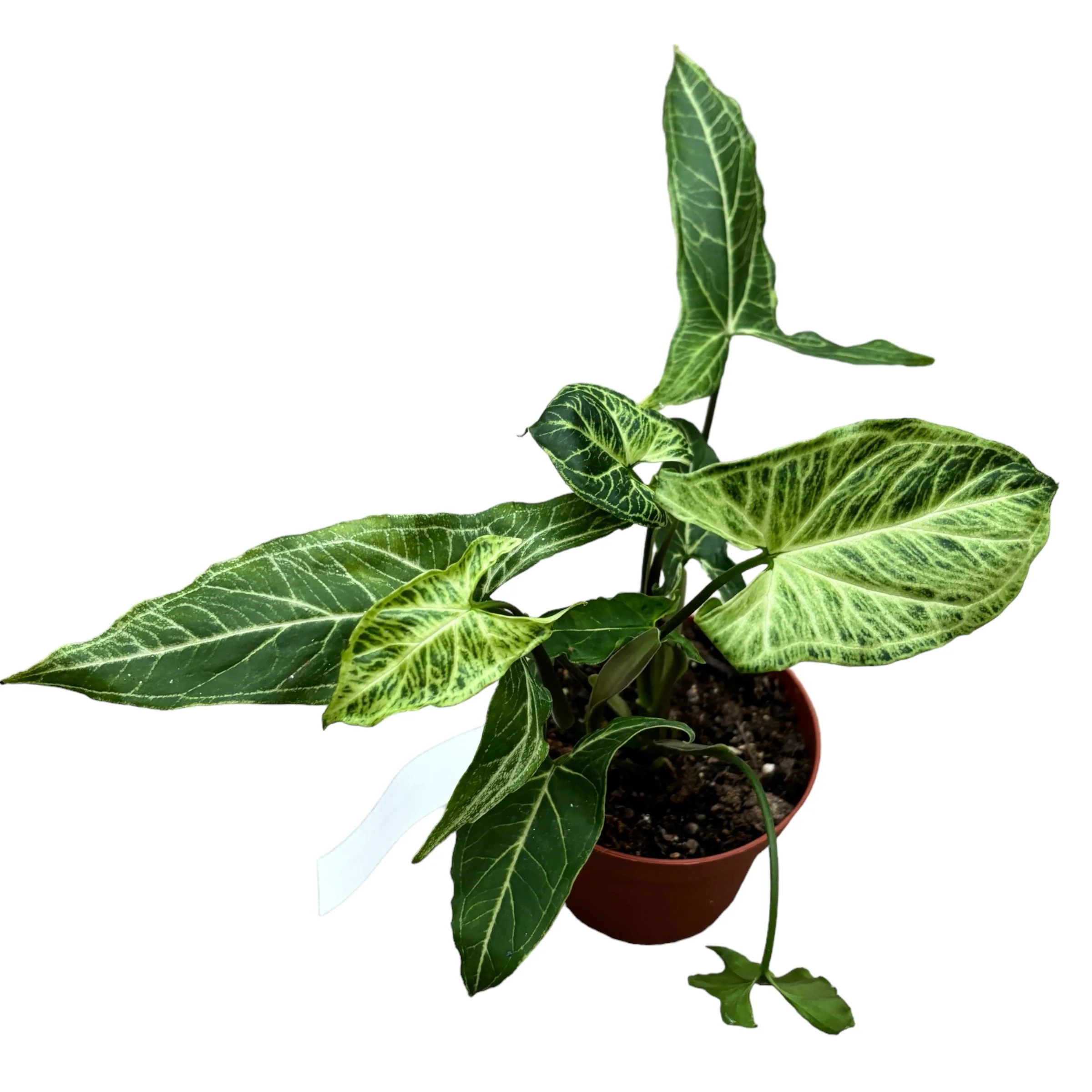 Syngonium podophyllum 'Batik’