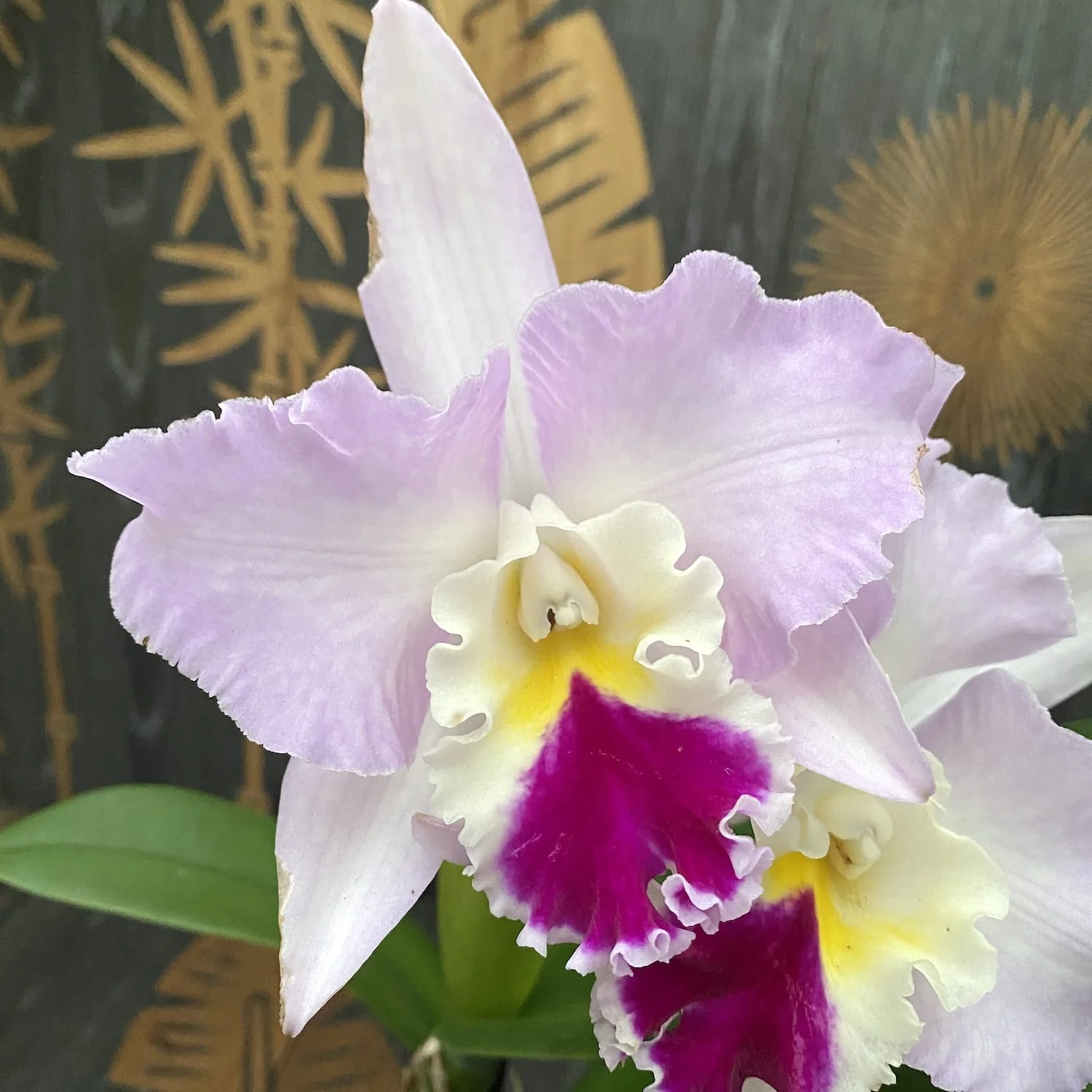 Cattleya trianae – exemplare mari, flori XL parfumate