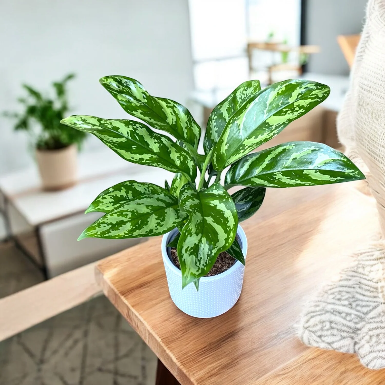 Aglaonema Maria