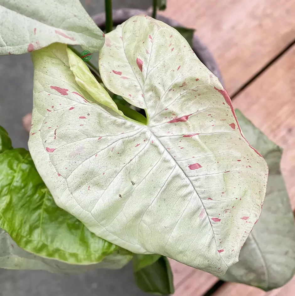 Syngonium Milk Confetti (babyplant) D6