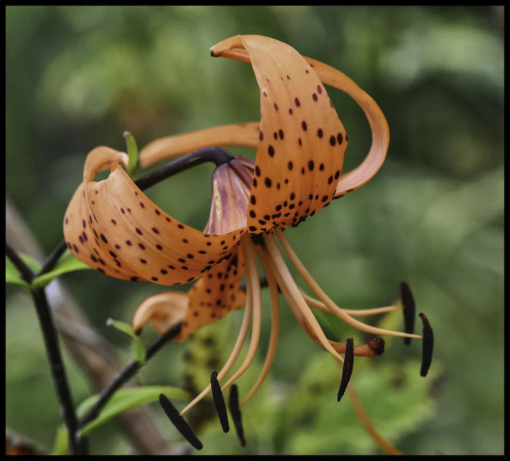 Bulbi de crini asiatici Lilium Tigrinum Splendens (2 bulbi)
