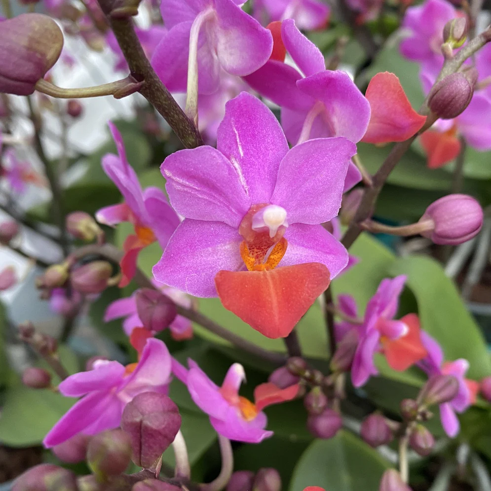 Phalaenopsis Liu’s Triprince 'Pink’ *parfumata