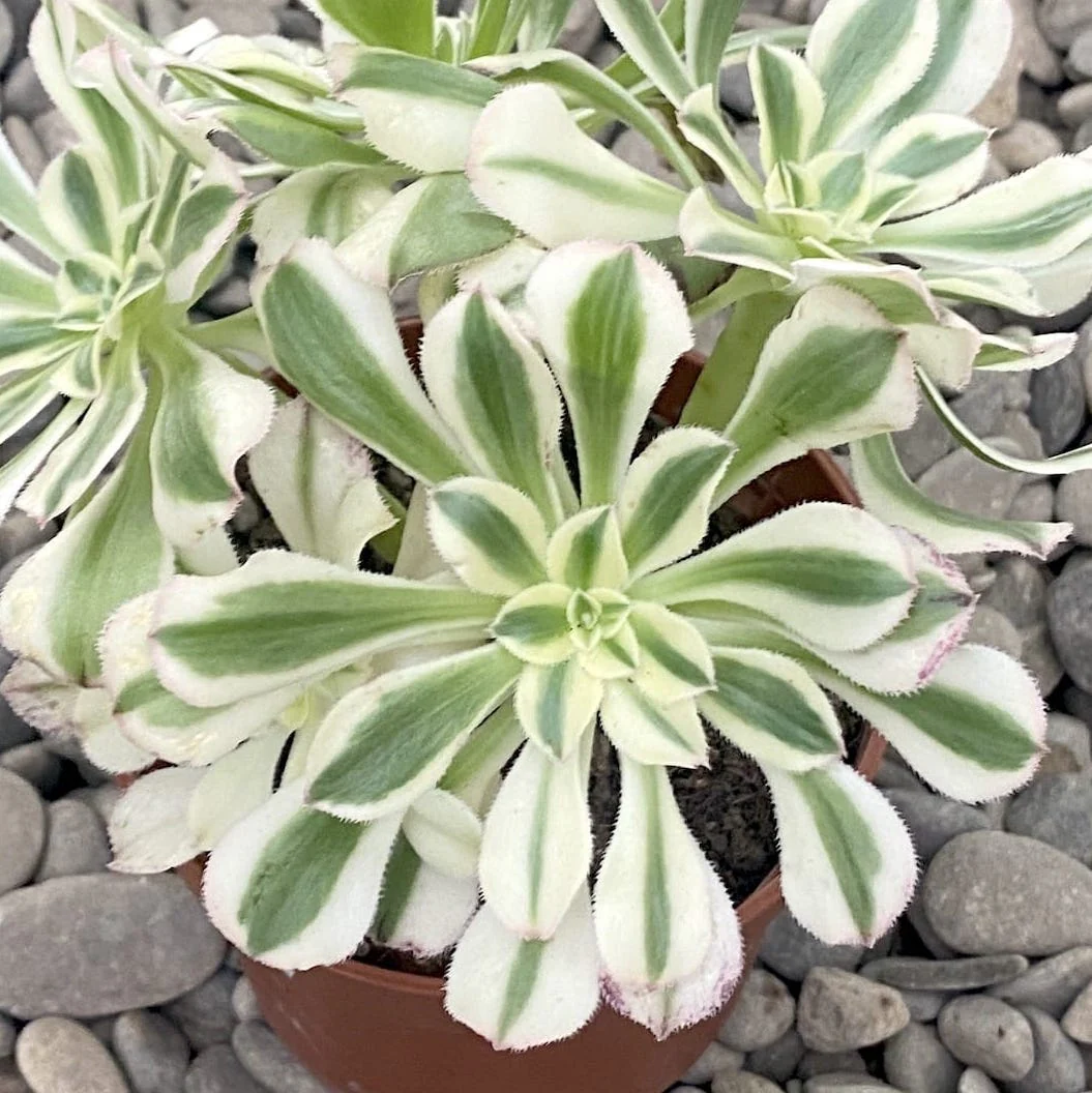 Aeonium variegatum