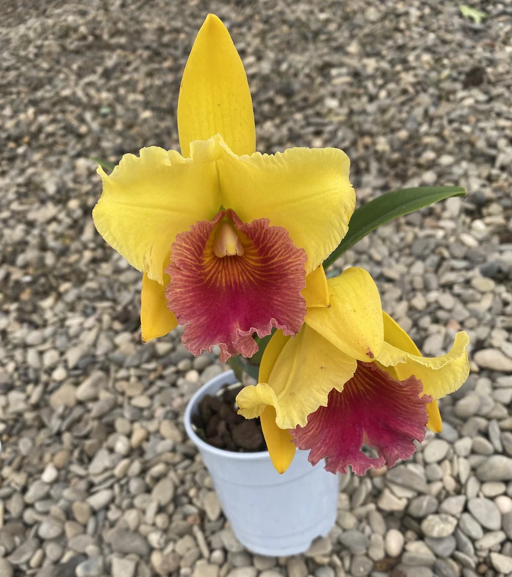 Rlc. Alma Kee „Tipmalee” AM/AOS – parfumata