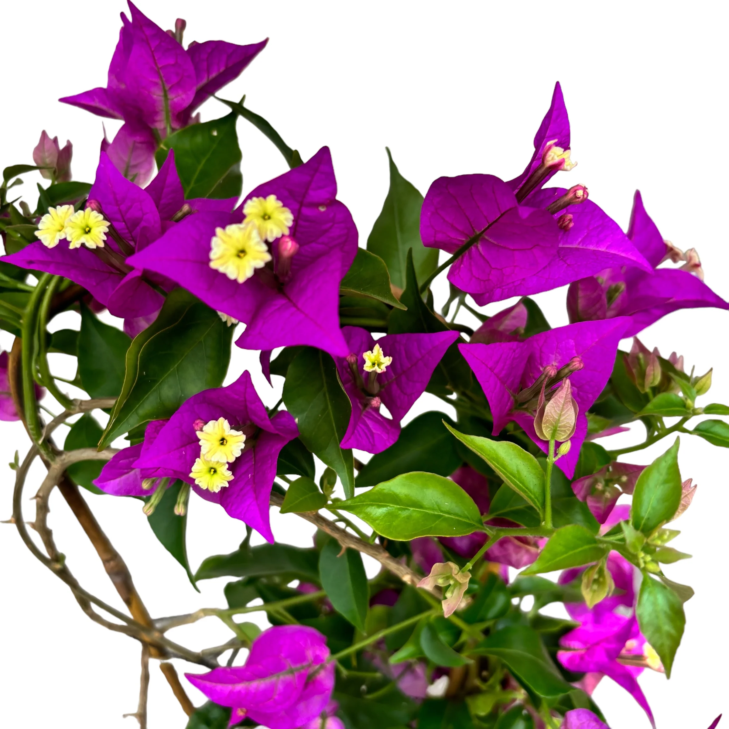 Bougainvillea 'Alexandra’ – Floarea de hartie mov D12