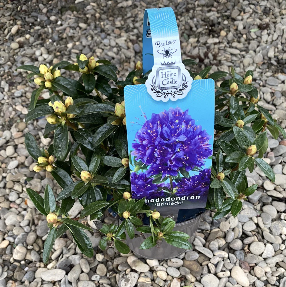 Rhododendron ferrugineum 'Gristede’ – azalee de gradina mov