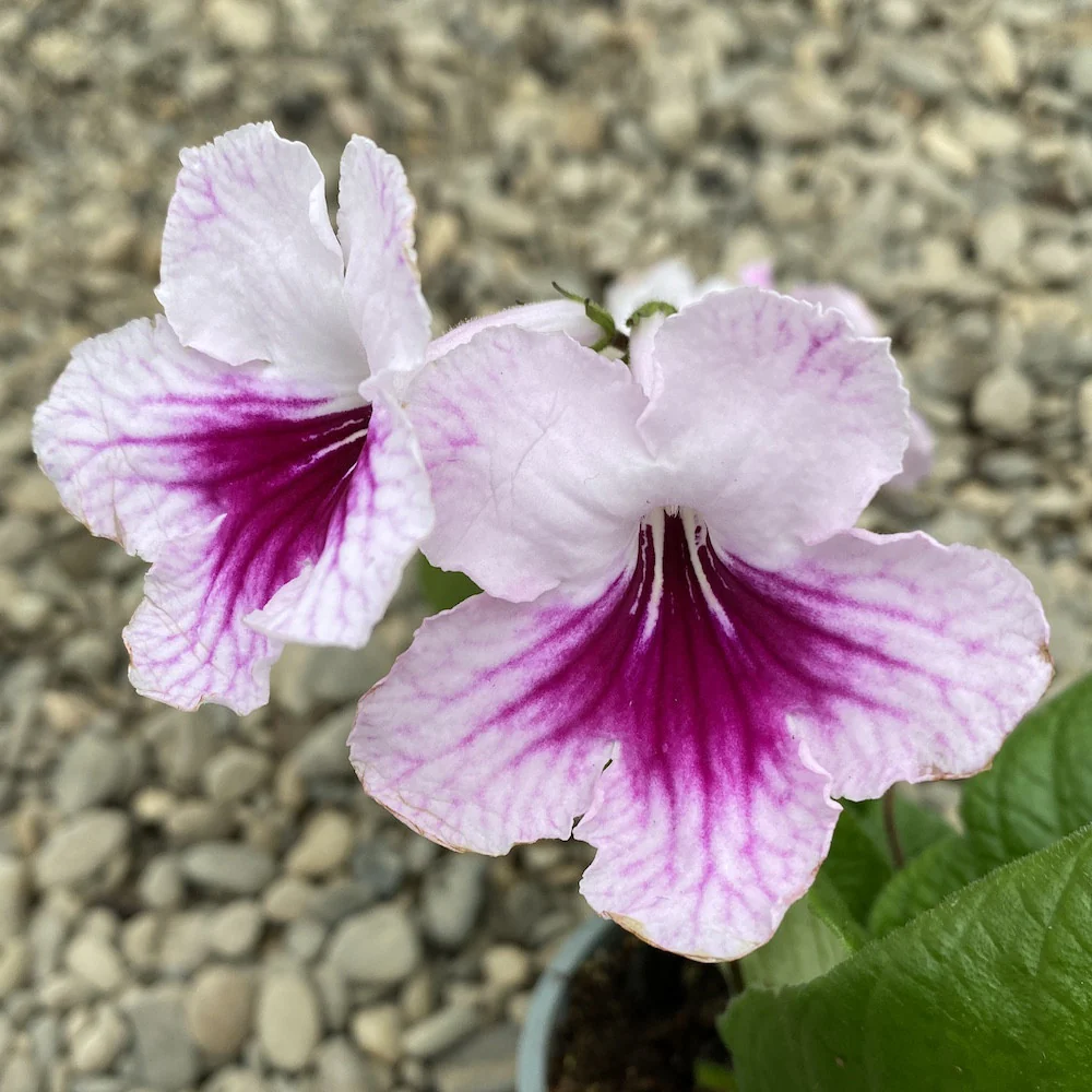 Streptocarpus roz