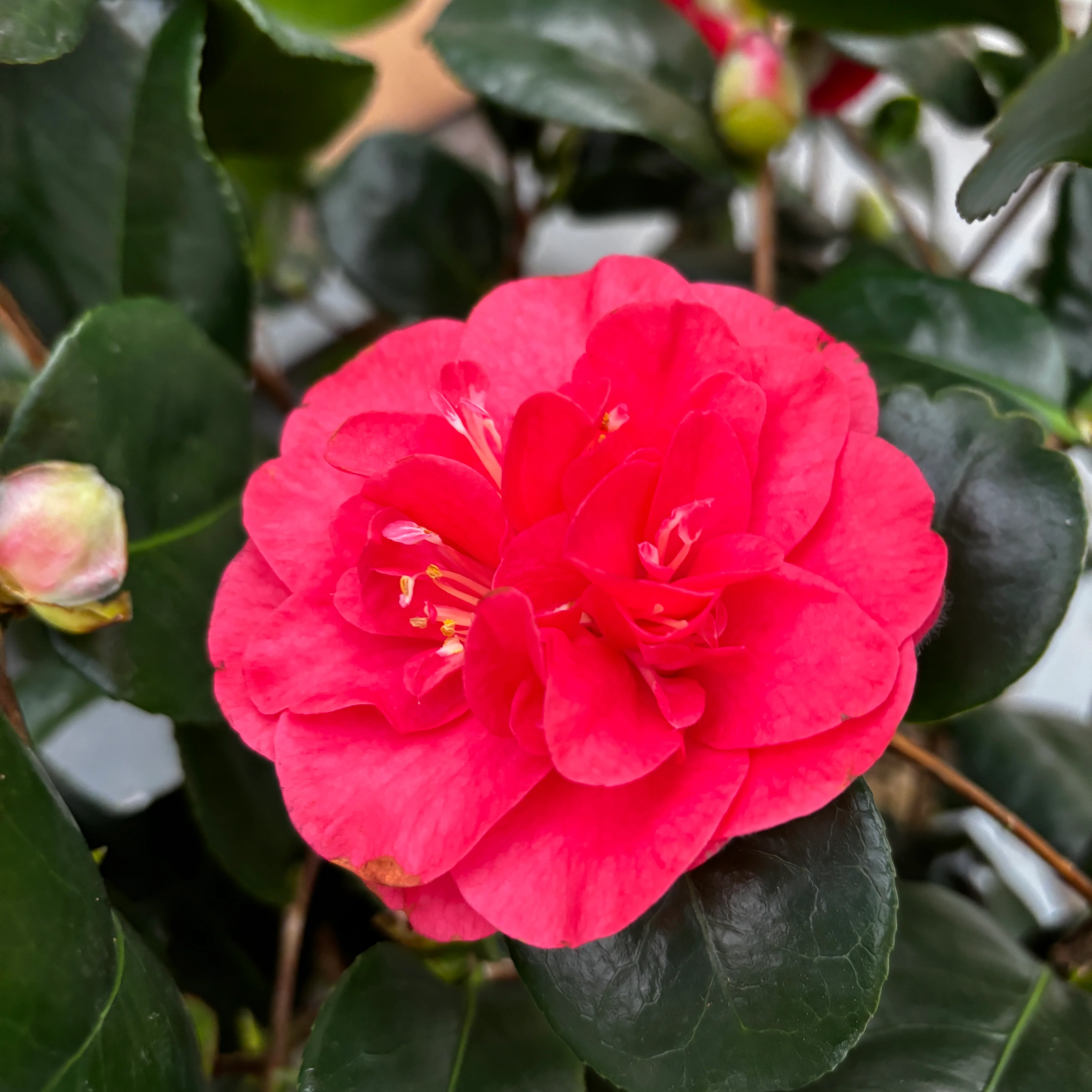 Camellia japonica 'Double Red’ – rezistenta la inghet, exemplare tinere