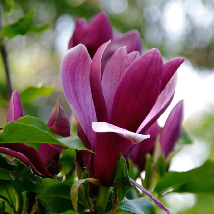 Magnolia liliiflora 'Nigra’ (Black Lily Magnolia)