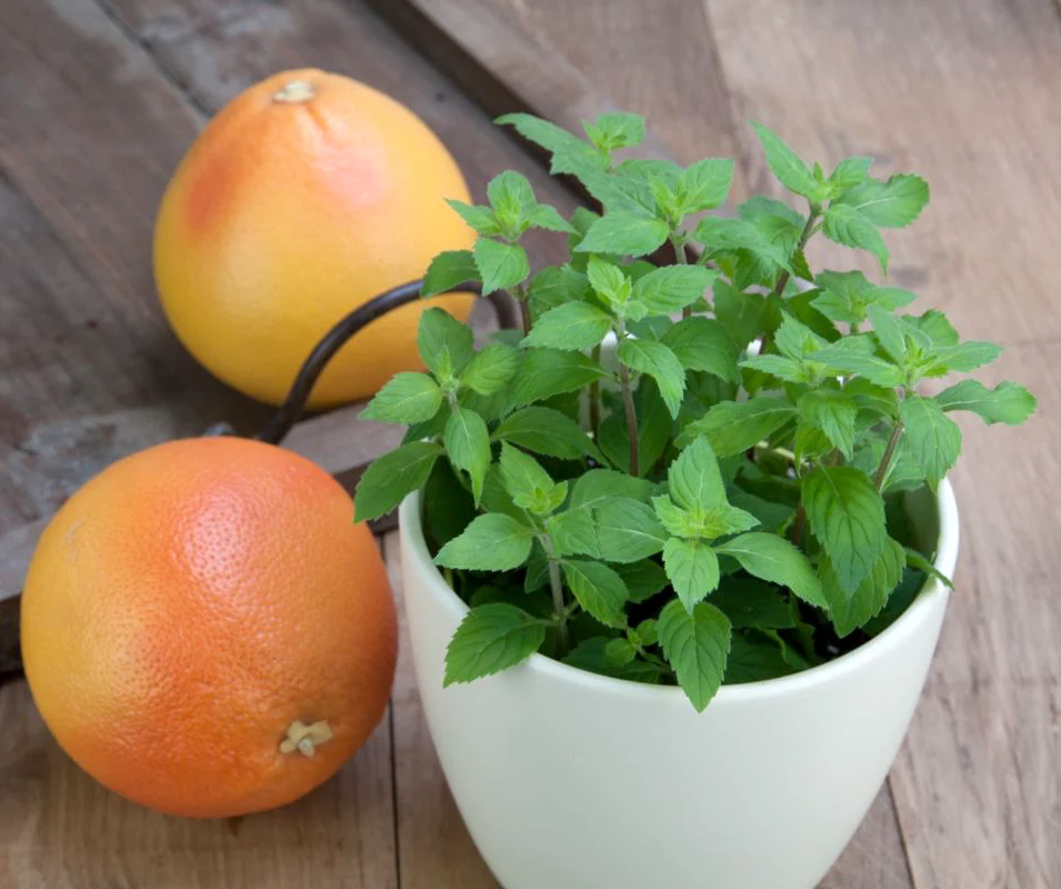 Menta cu aroma de grapefruit – Mentha piperita 'Grapefruit’ (cultura biologica)