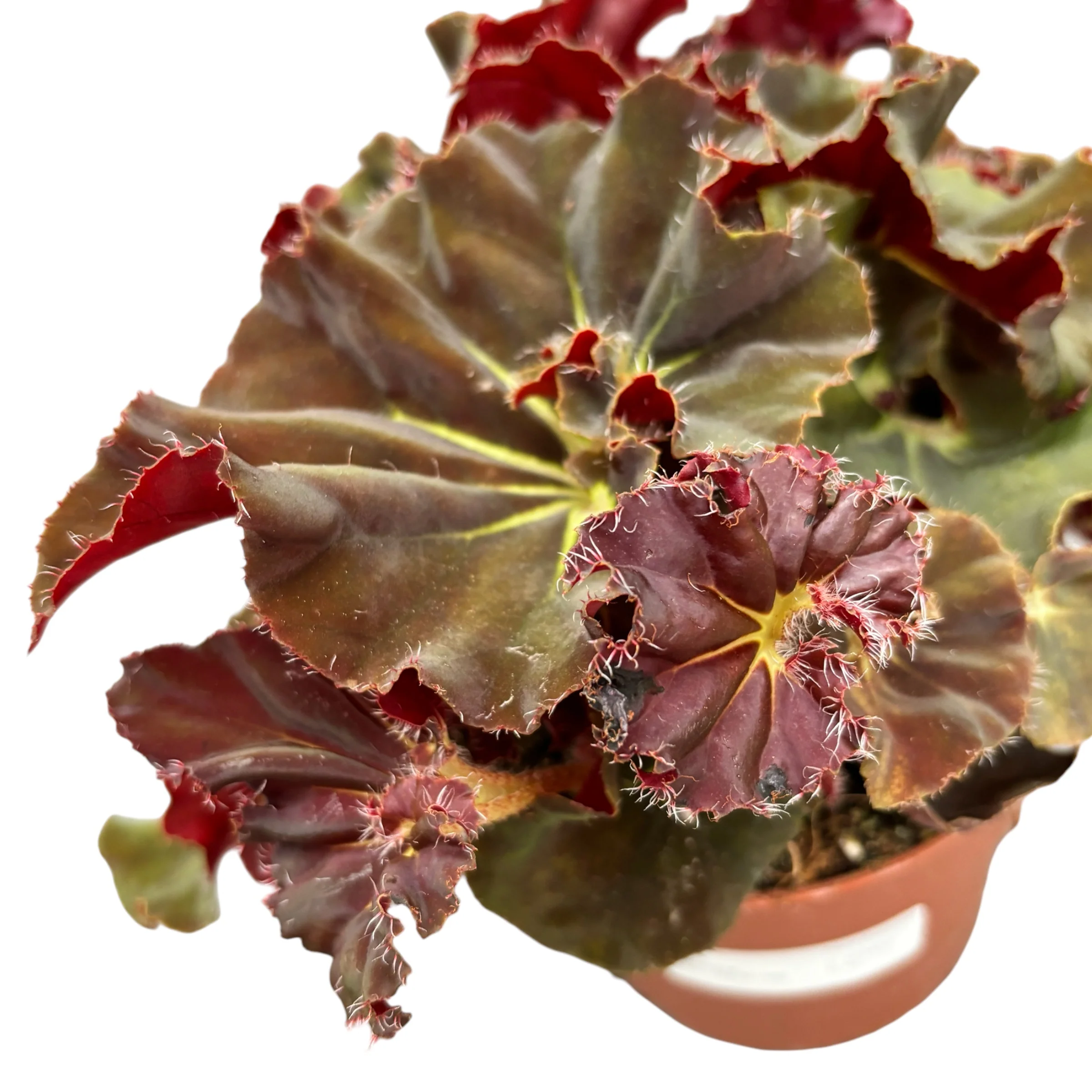 Begonia 'Lieke’