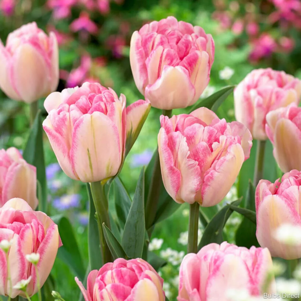 Lalele duble roz – Tulipa 'Foxtrot’ (Double Early Tulip)