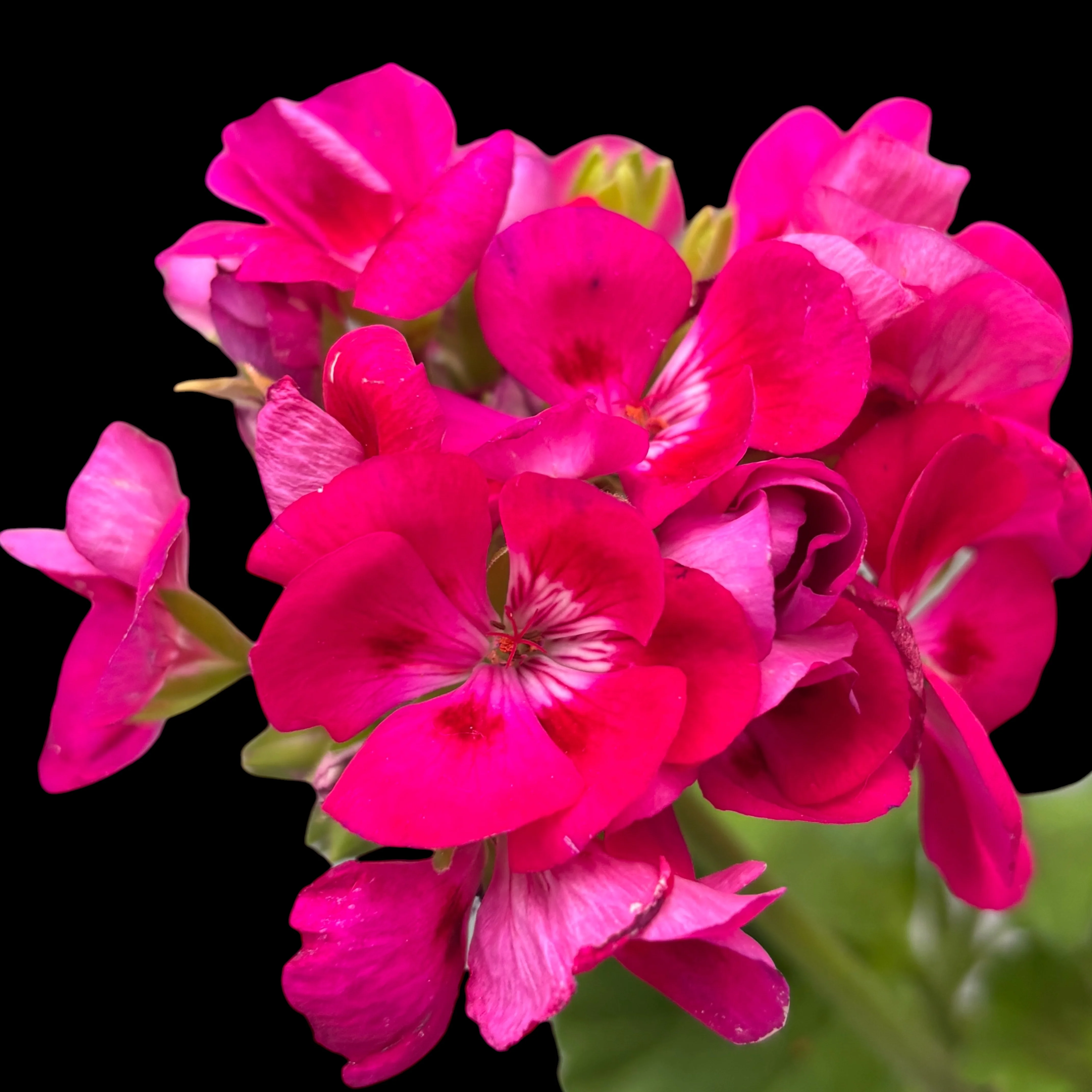 Pelargonium Tango® Deep Rose with Eye – muscata zonala roz-fuchsia cu centru contrastant