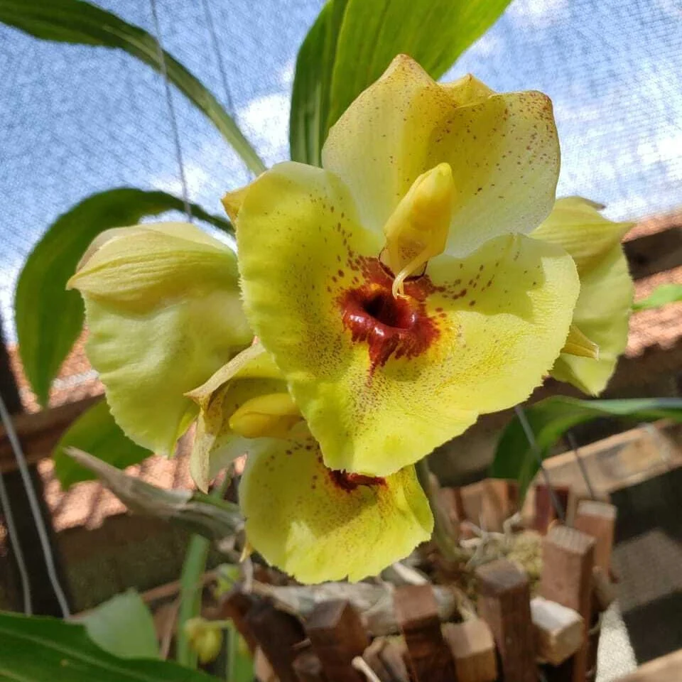 Catasetum expansum 'Yellow Star’