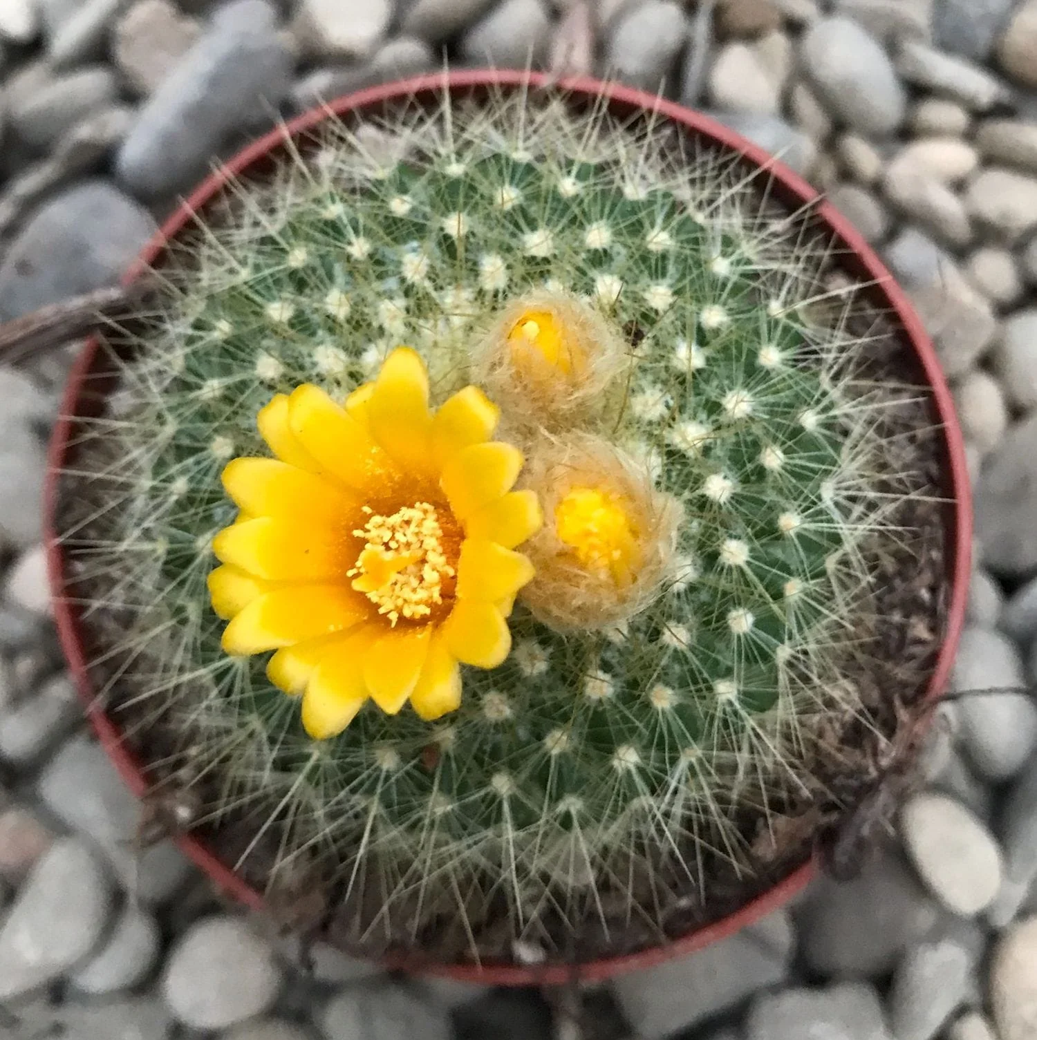 Parodia chrysacanthion 'Golden Powder Puff’