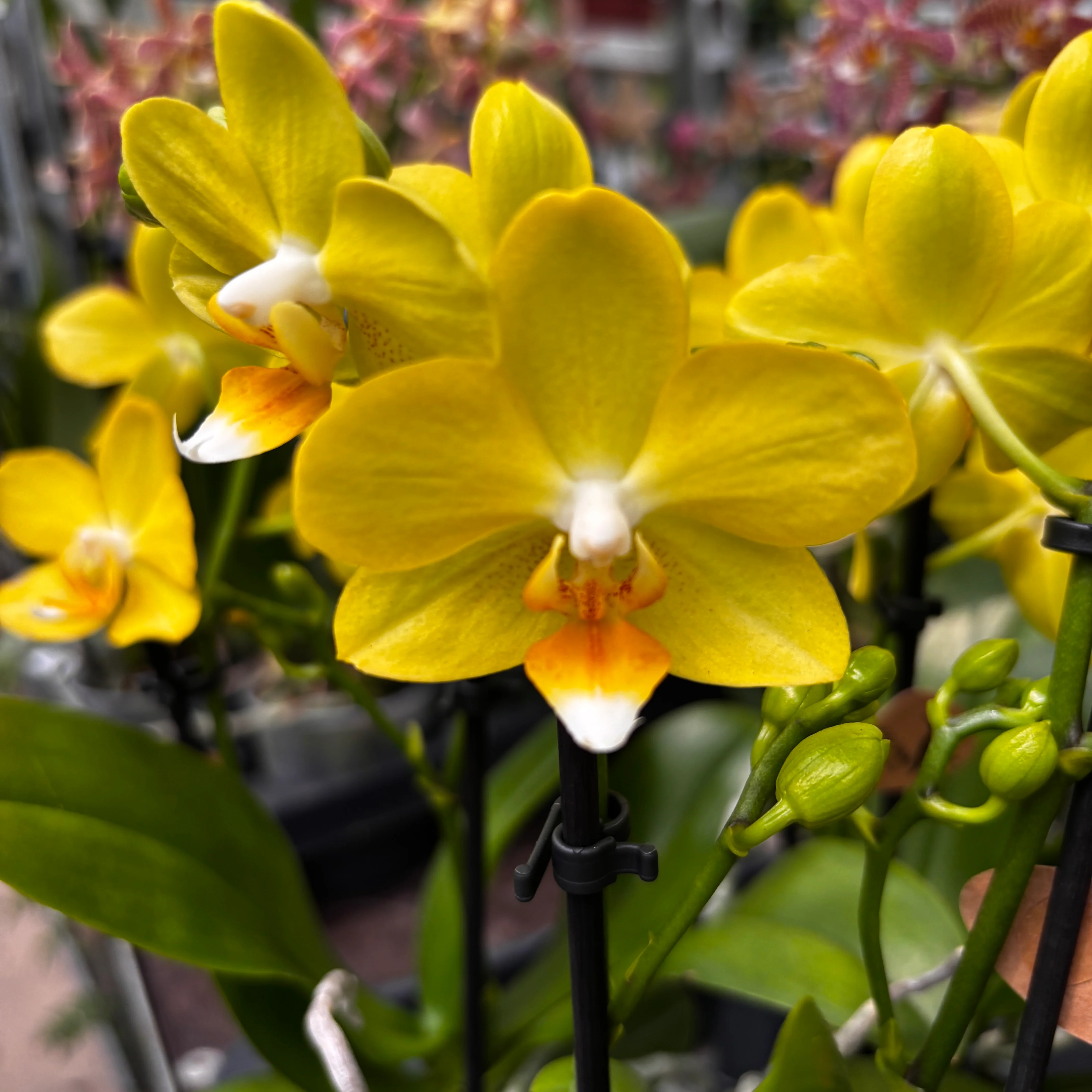 Phalaenopsis La Paz (Honey Poppy) parfumata