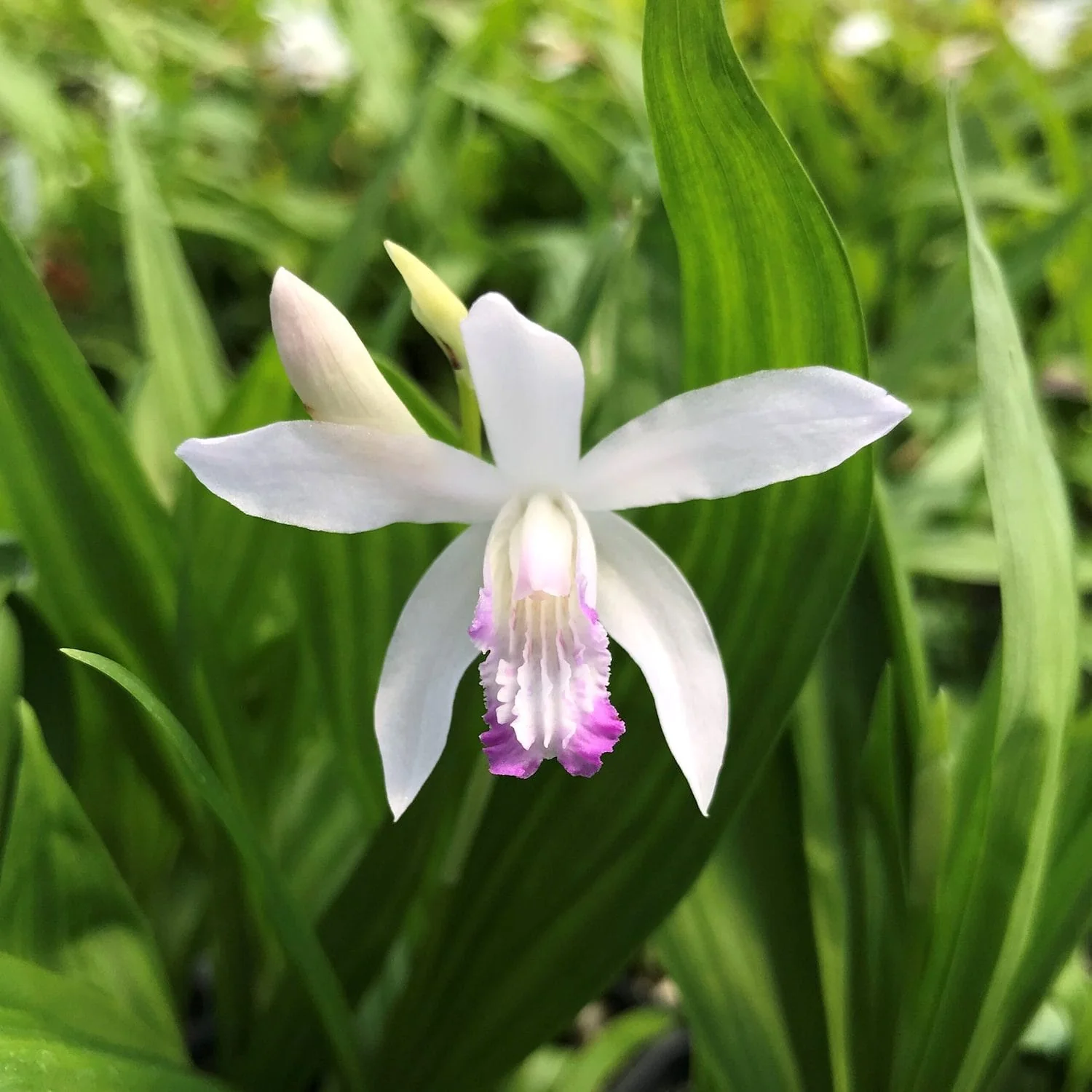 Bletilla striata 'Kuchibeni’ – Orhidee de gradina