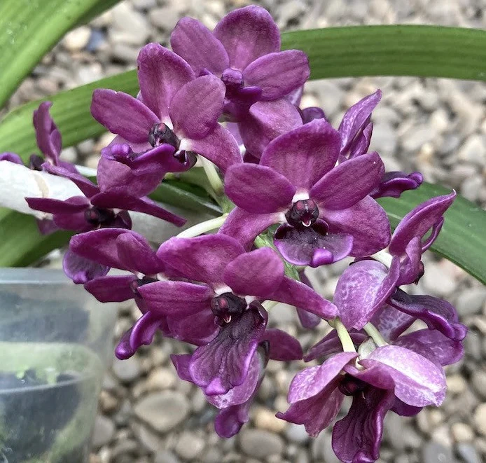 Rhynchostylis gigantea 'Devarajunii’ intens parfumat