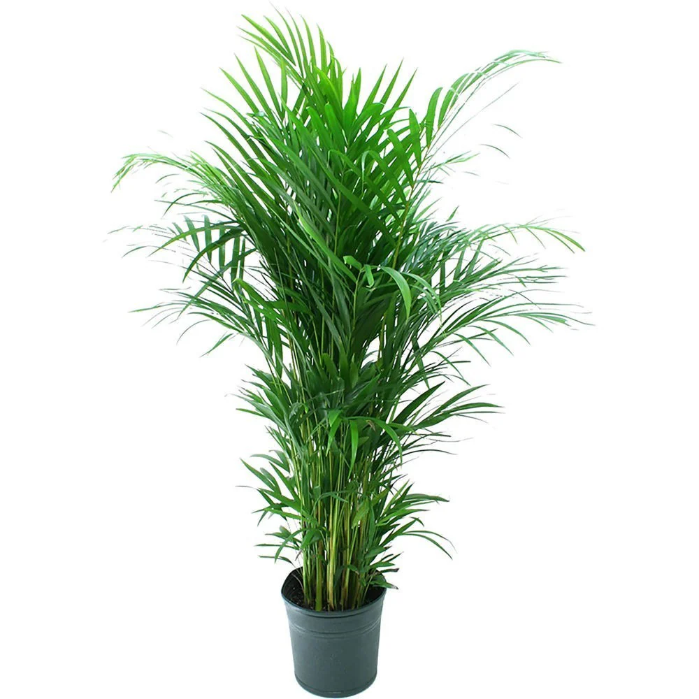 Palmier Areca – Chrysalidocarpus lutescens H140-150 cm